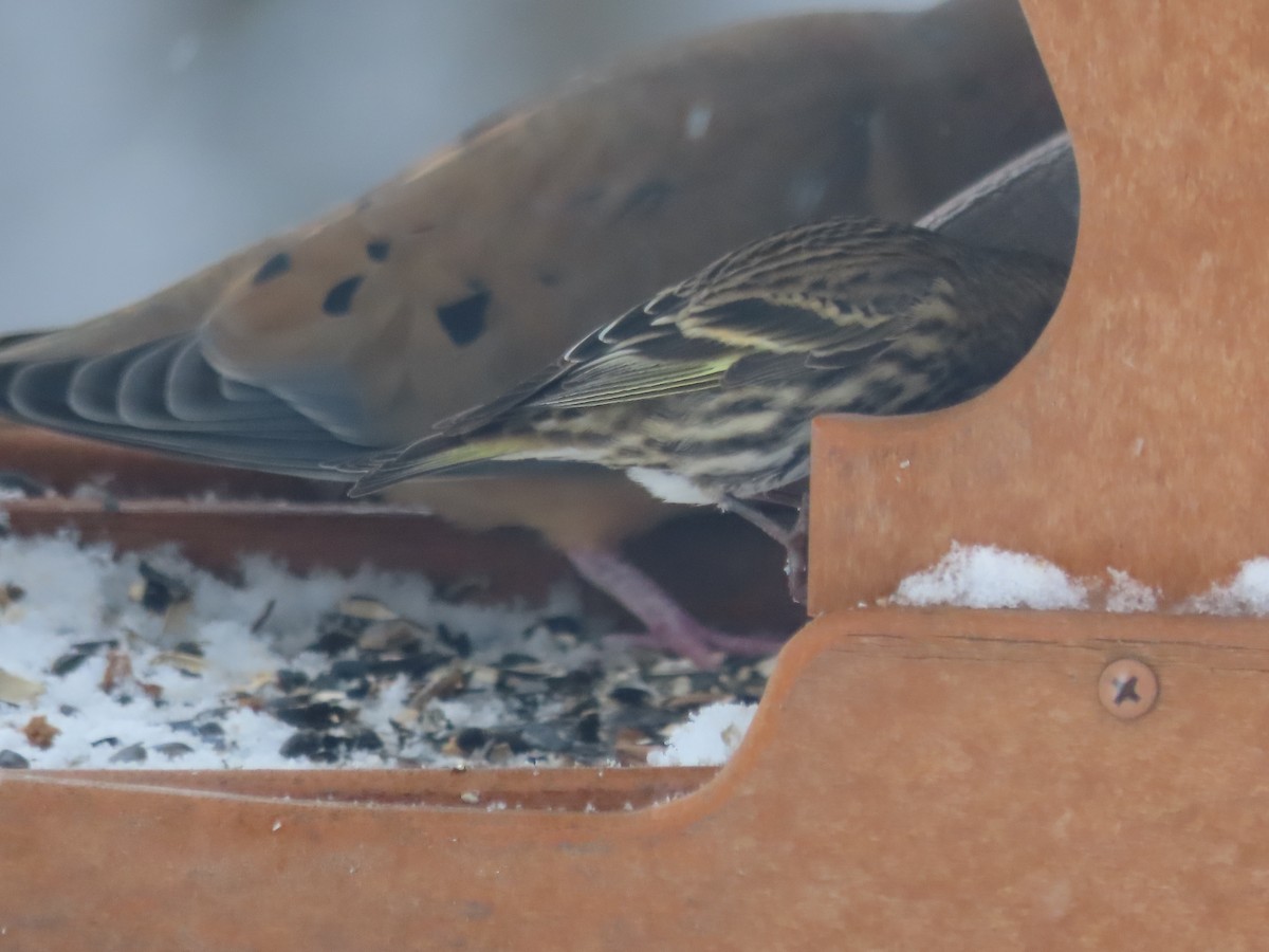 Pine Siskin - ML646241459