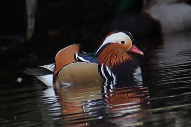 Mandarin Duck - ML646241460