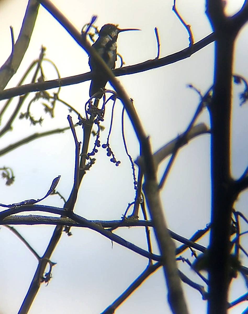 kolibřík tropický - ML646241463