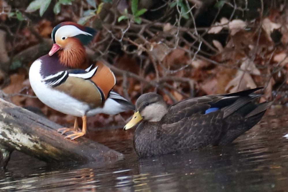 Mandarin Duck - ML646241466