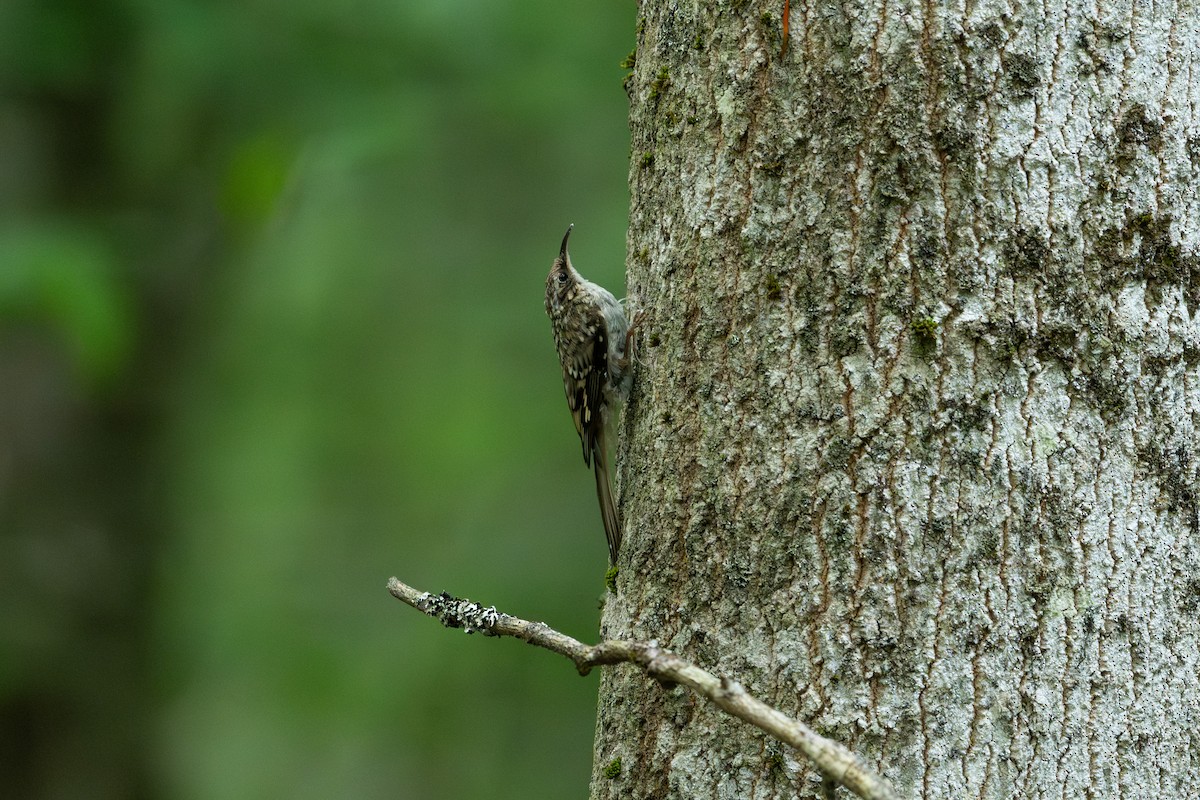 šoupálek americký - ML646241467