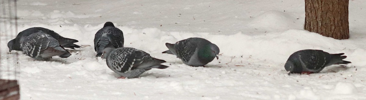 Хөхвөр тагтаа (суурин газрын) - ML646241468