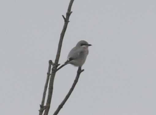 ťuhýk severní - ML646241472