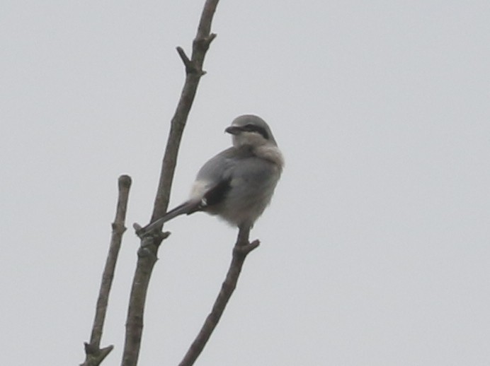 ťuhýk severní - ML646241473