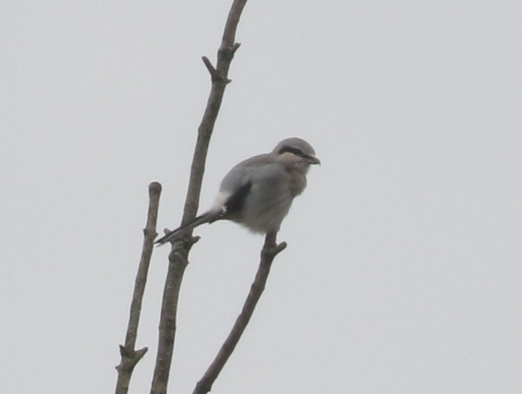 ťuhýk severní - ML646241474