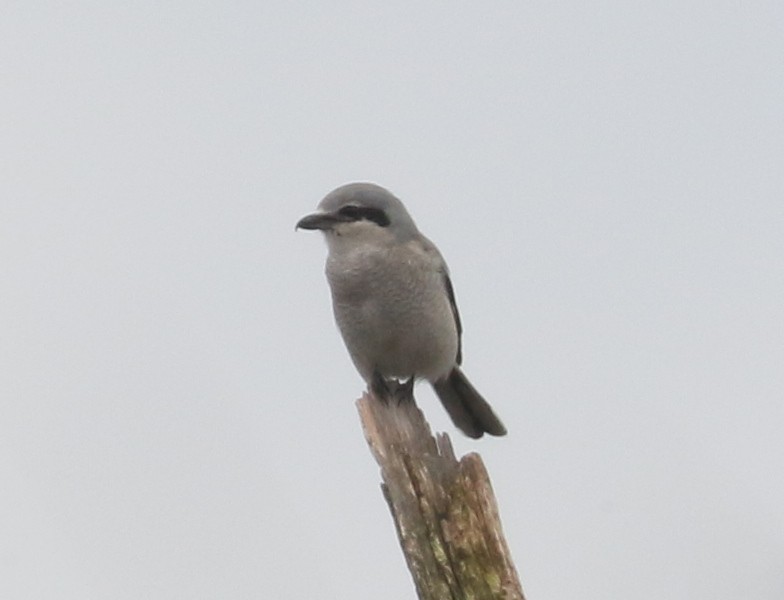 ťuhýk severní - ML646241475