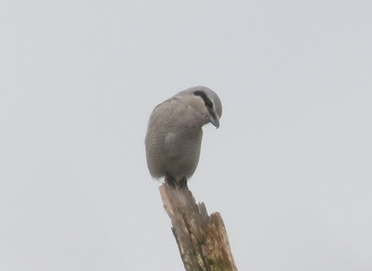 ťuhýk severní - ML646241476