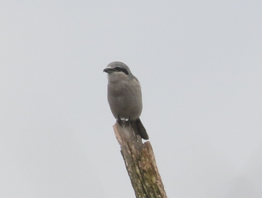 ťuhýk severní - ML646241477