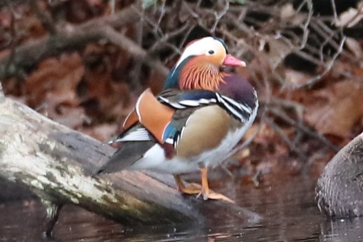 Mandarin Duck - ML646241478