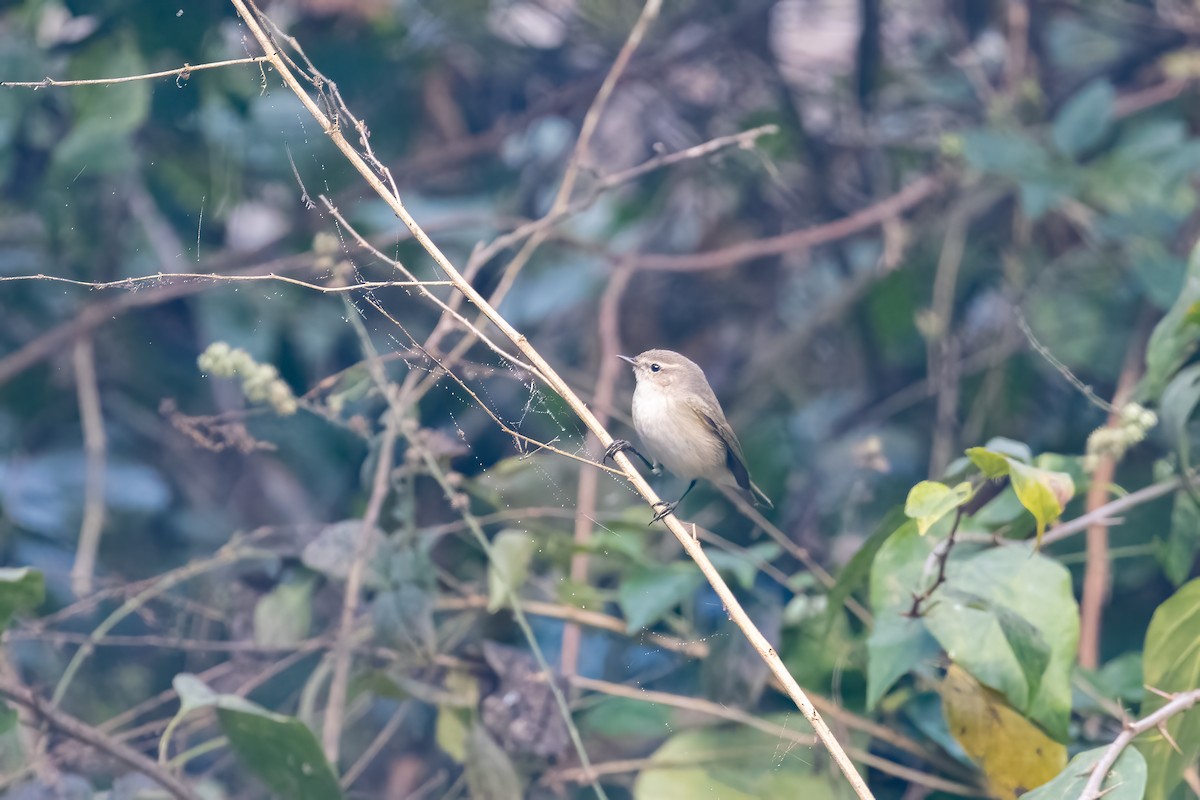 Common Chiffchaff (Siberian) - ML646241483