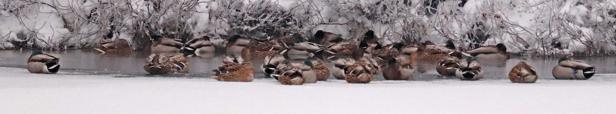 Зэрлэг нугас - ML646241484