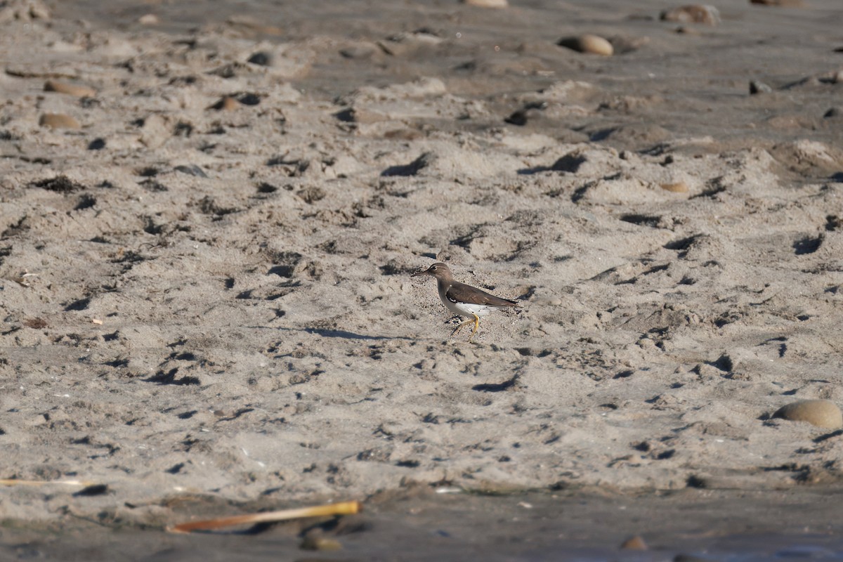 Spotted Sandpiper - ML646241489