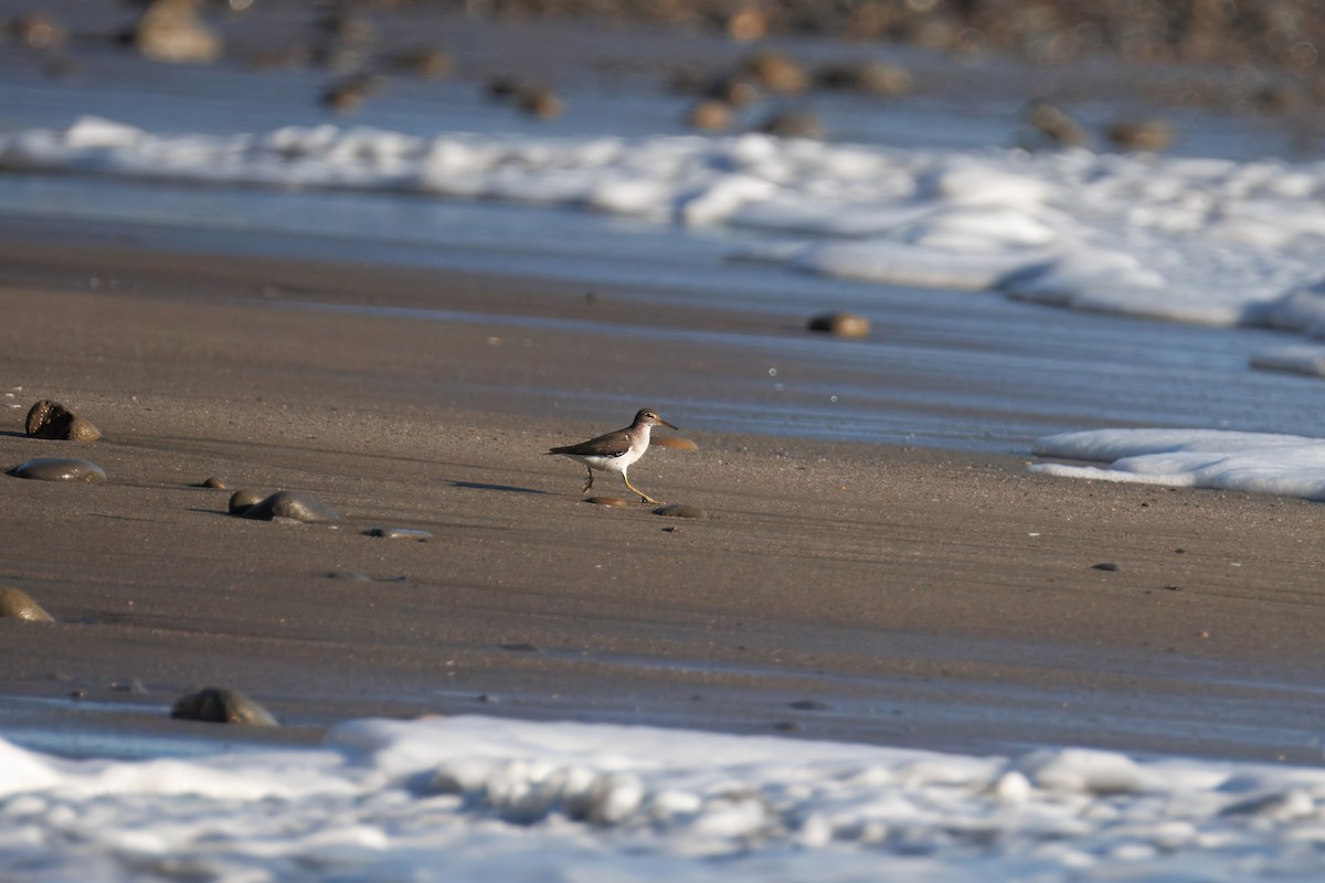 Spotted Sandpiper - ML646241490