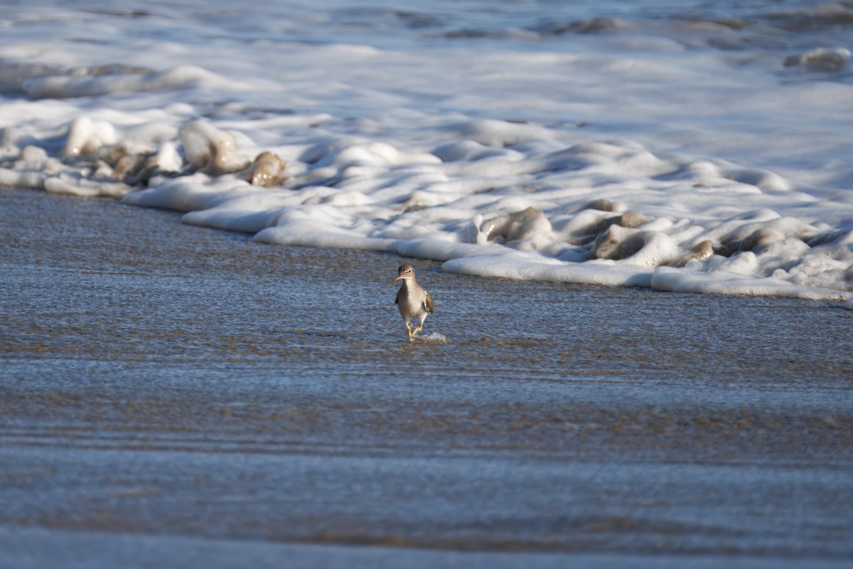 Spotted Sandpiper - ML646241491