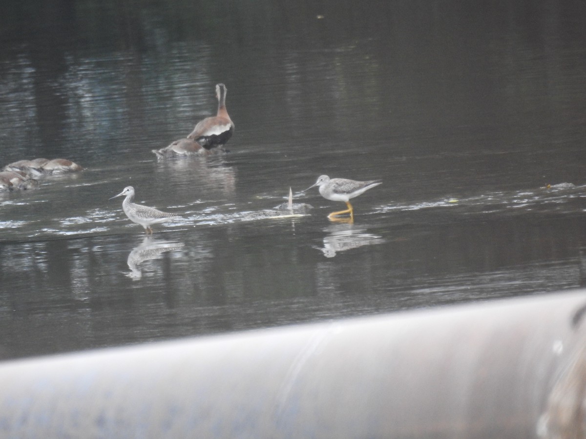 Greater Yellowlegs - ML646241493