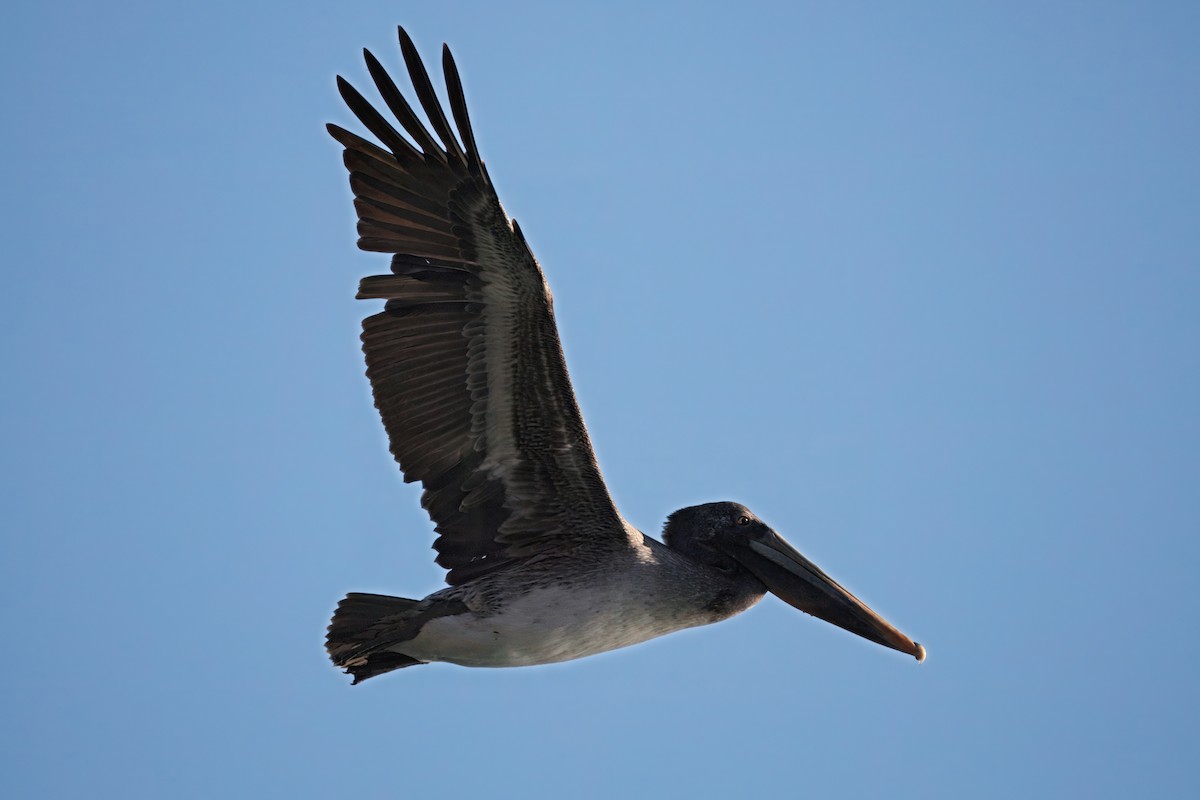 Brown Pelican - ML646241497