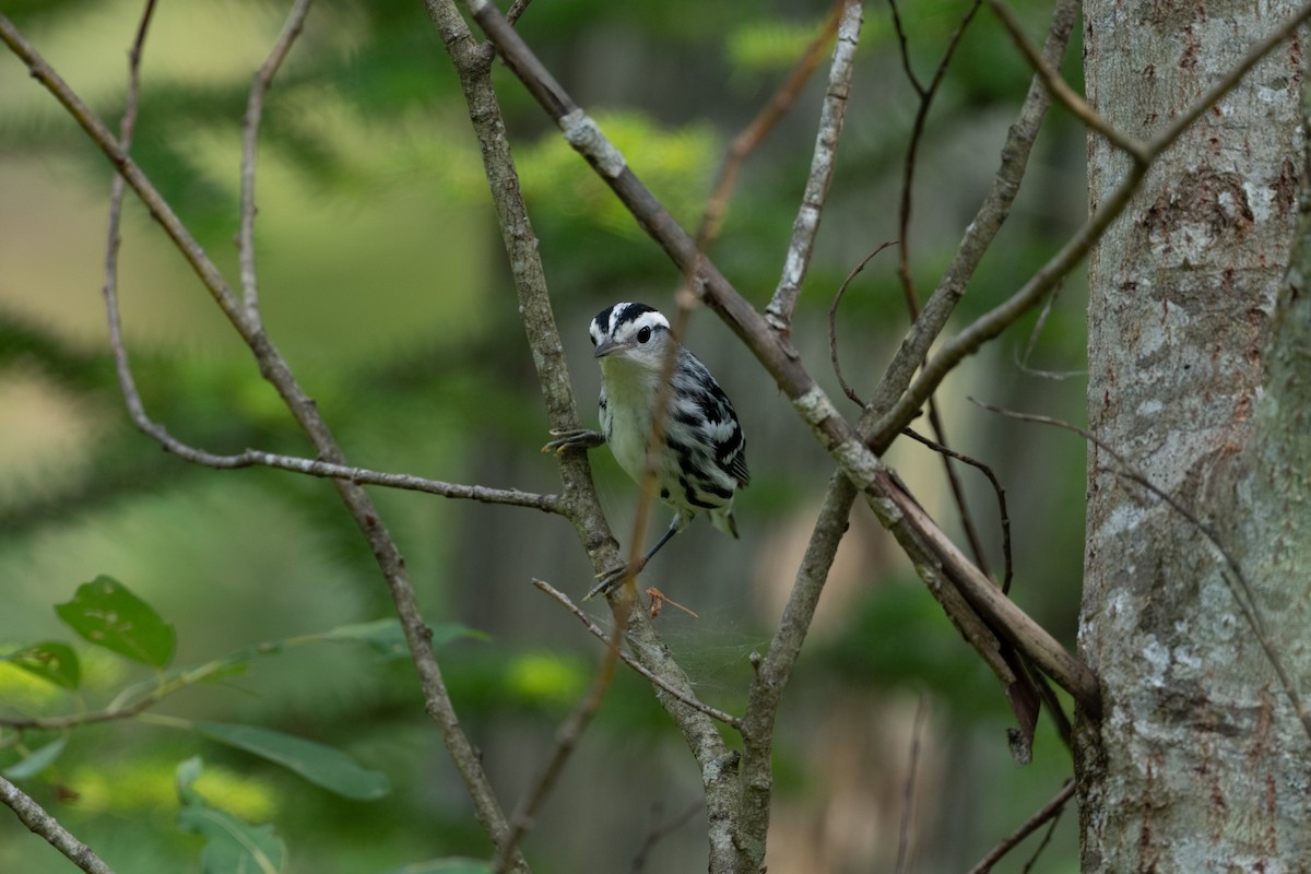 lesňáček černobílý - ML646241505
