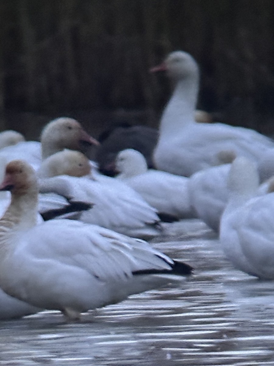 Ross's Goose - ML646241506