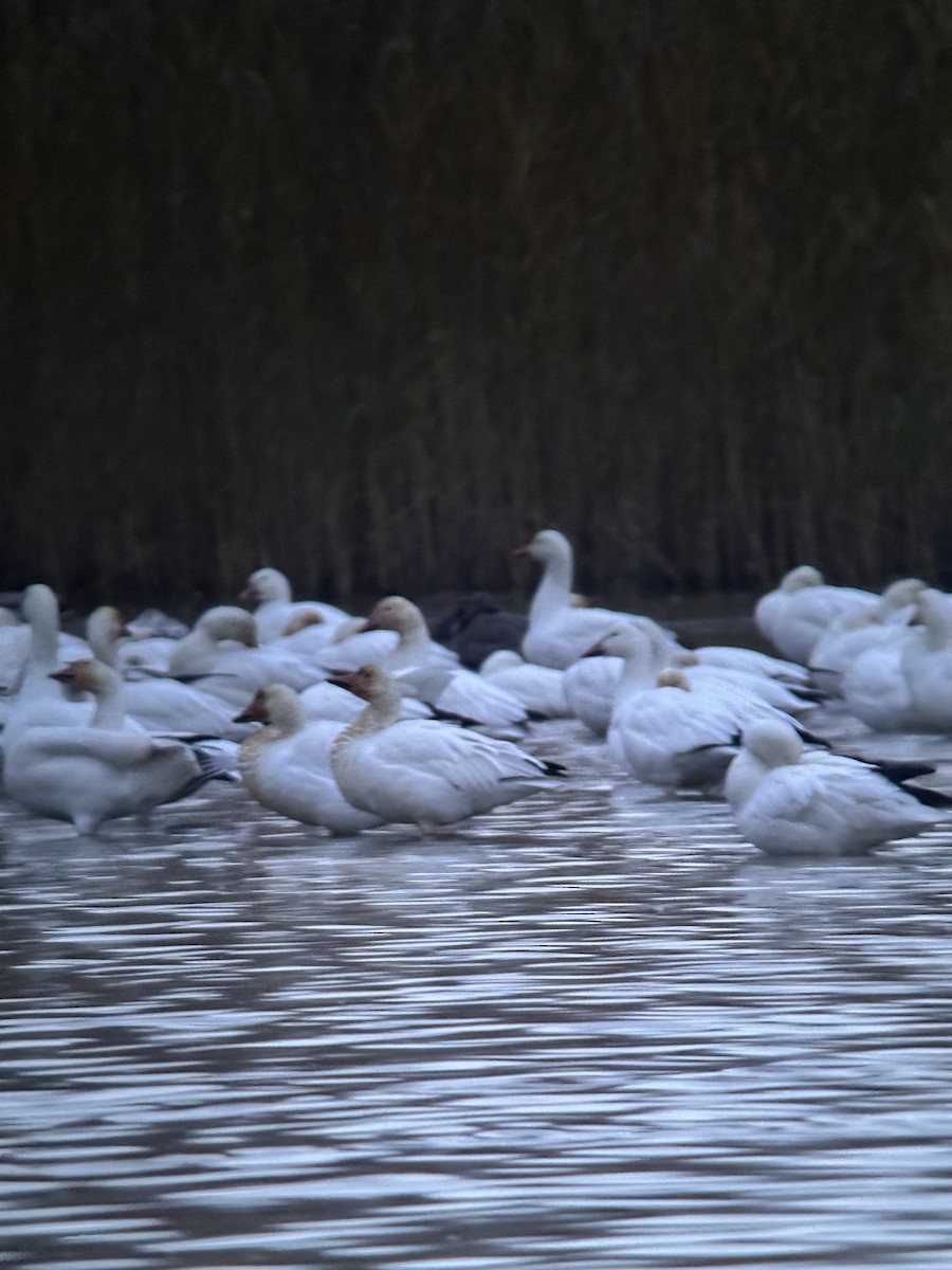 Ross's Goose - ML646241507