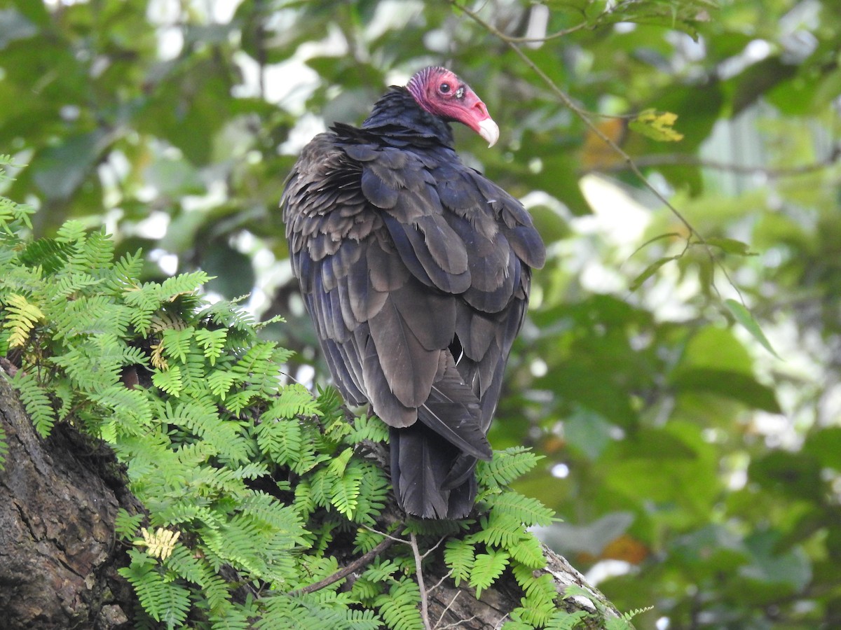 Turkey Vulture - ML646241508