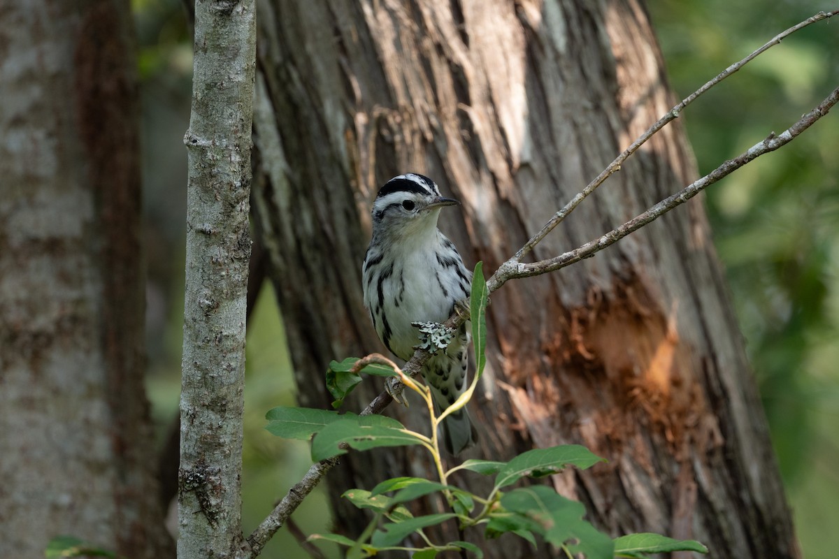 lesňáček černobílý - ML646241511