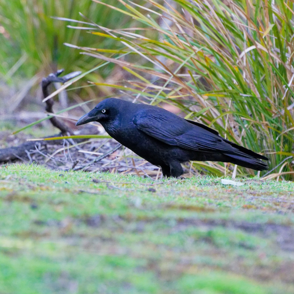 Forest Raven - ML646241512