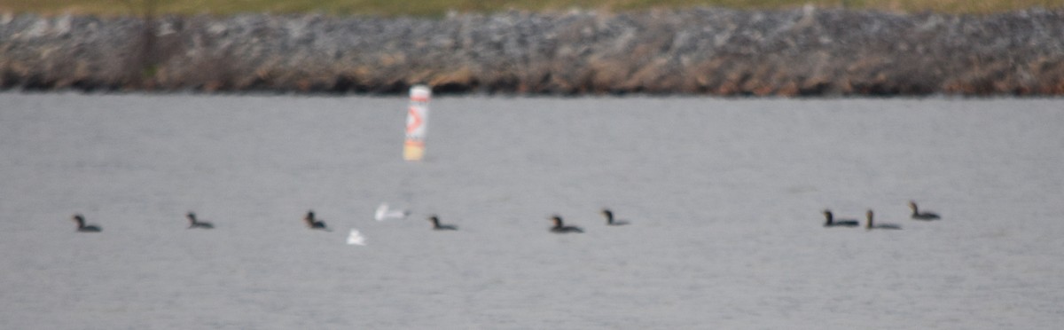 Cormoran à aigrettes - ML646241514