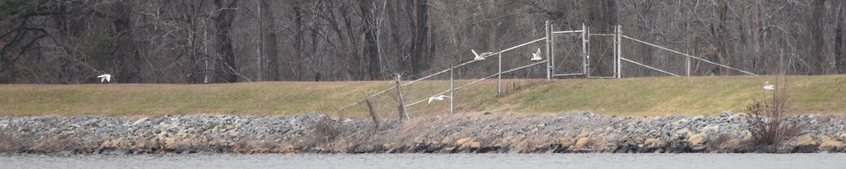 Cormoran à aigrettes - ML646241519