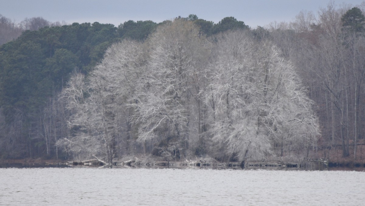 Cormoran à aigrettes - ML646241523