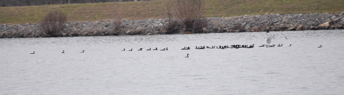 Cormoran à aigrettes - ML646241528