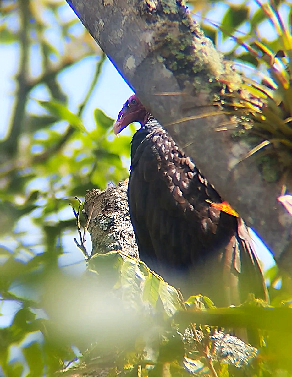 kondor krocanovitý - ML646241531