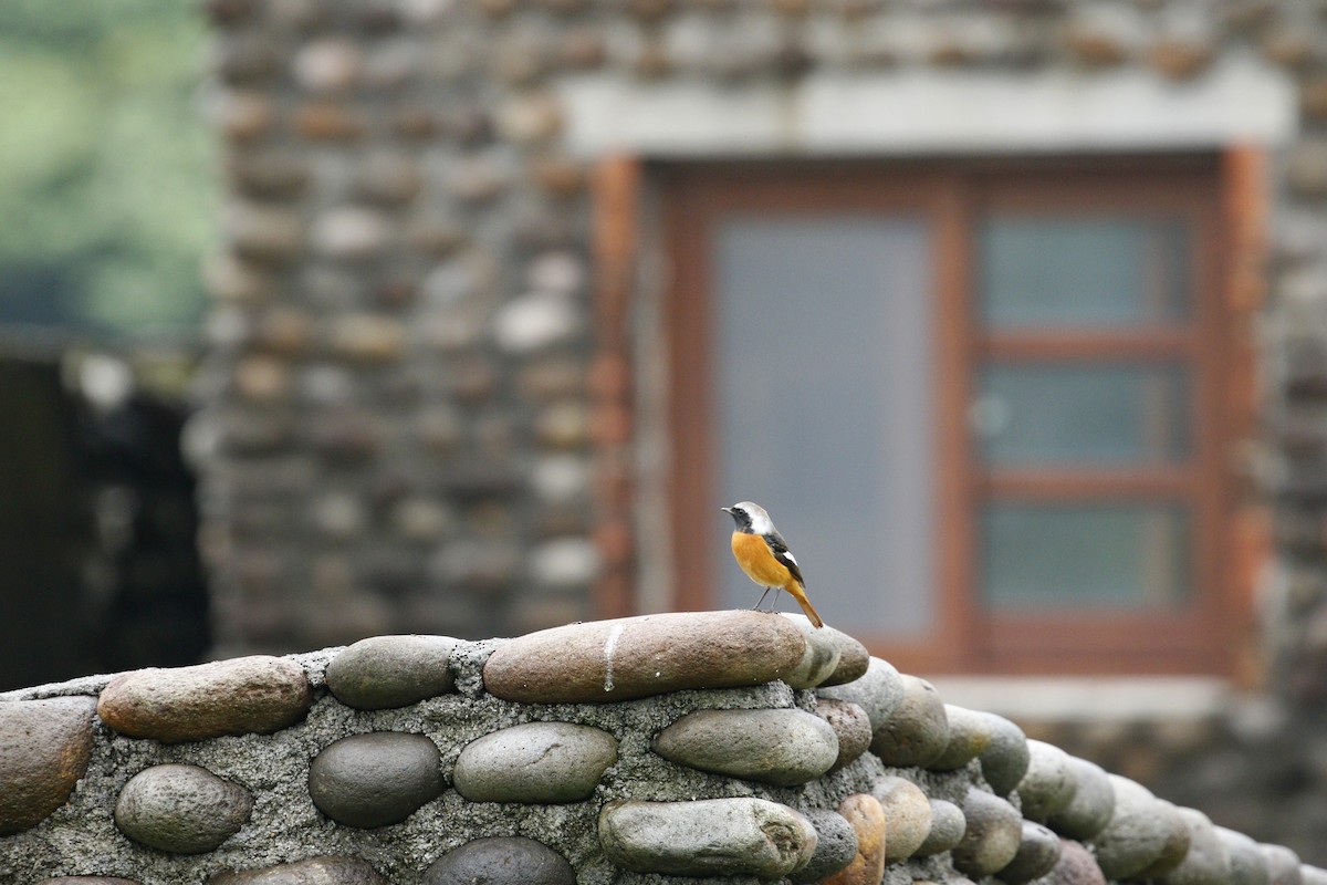 חכלילית סיבירית - ML646241533