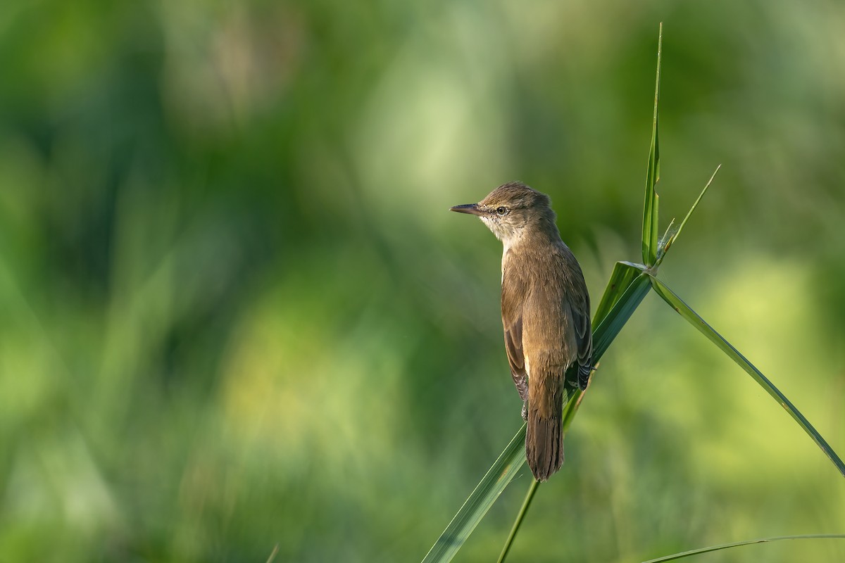 קנית אפריקנית - ML646241536