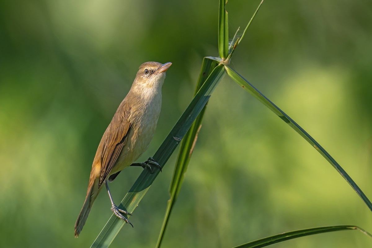 קנית אפריקנית - ML646241537