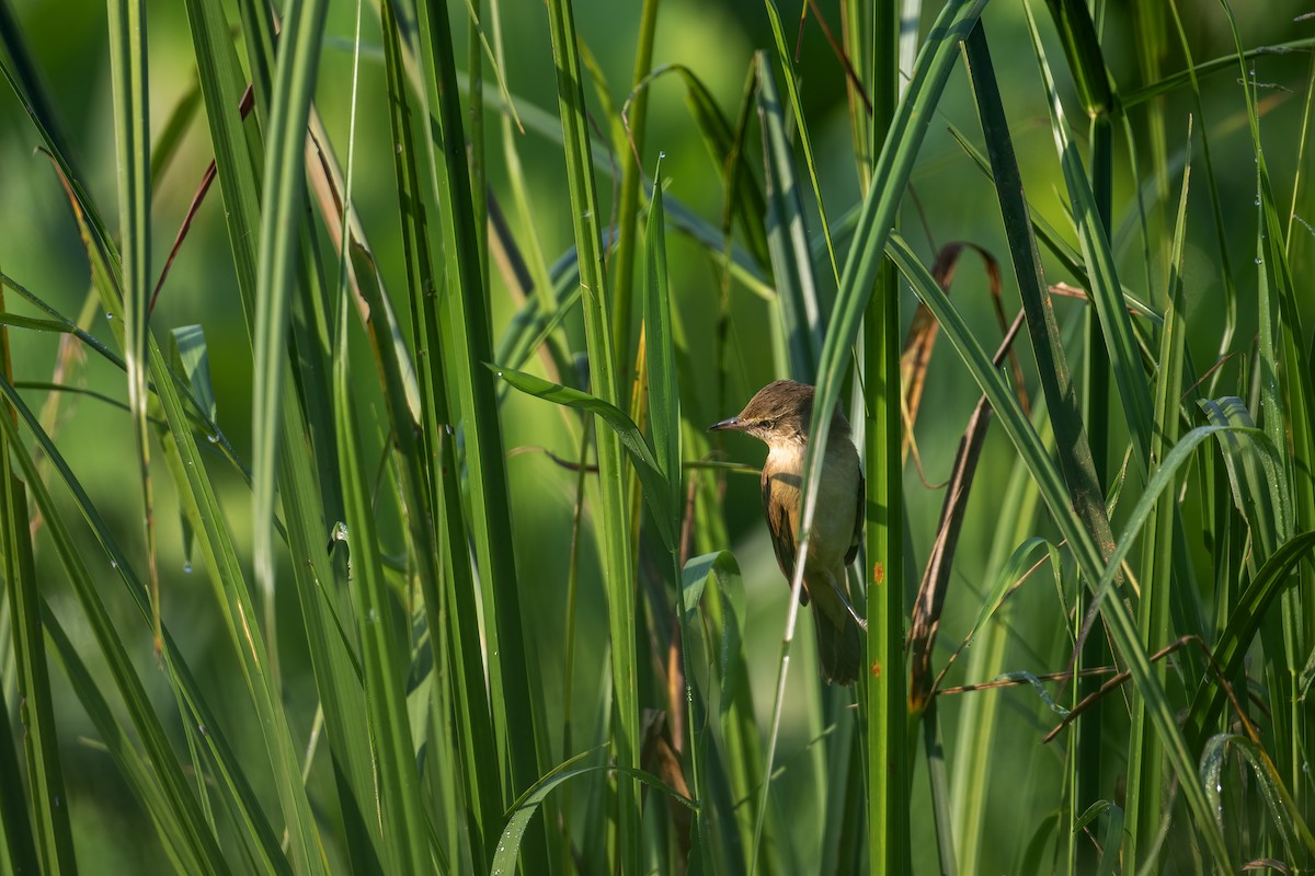 קנית אפריקנית - ML646241538