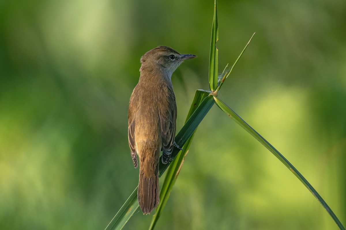 קנית אפריקנית - ML646241539