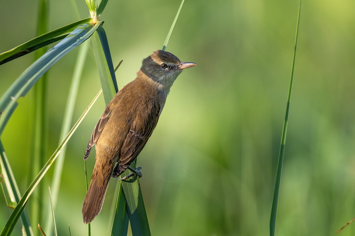 קנית אפריקנית - ML646241540