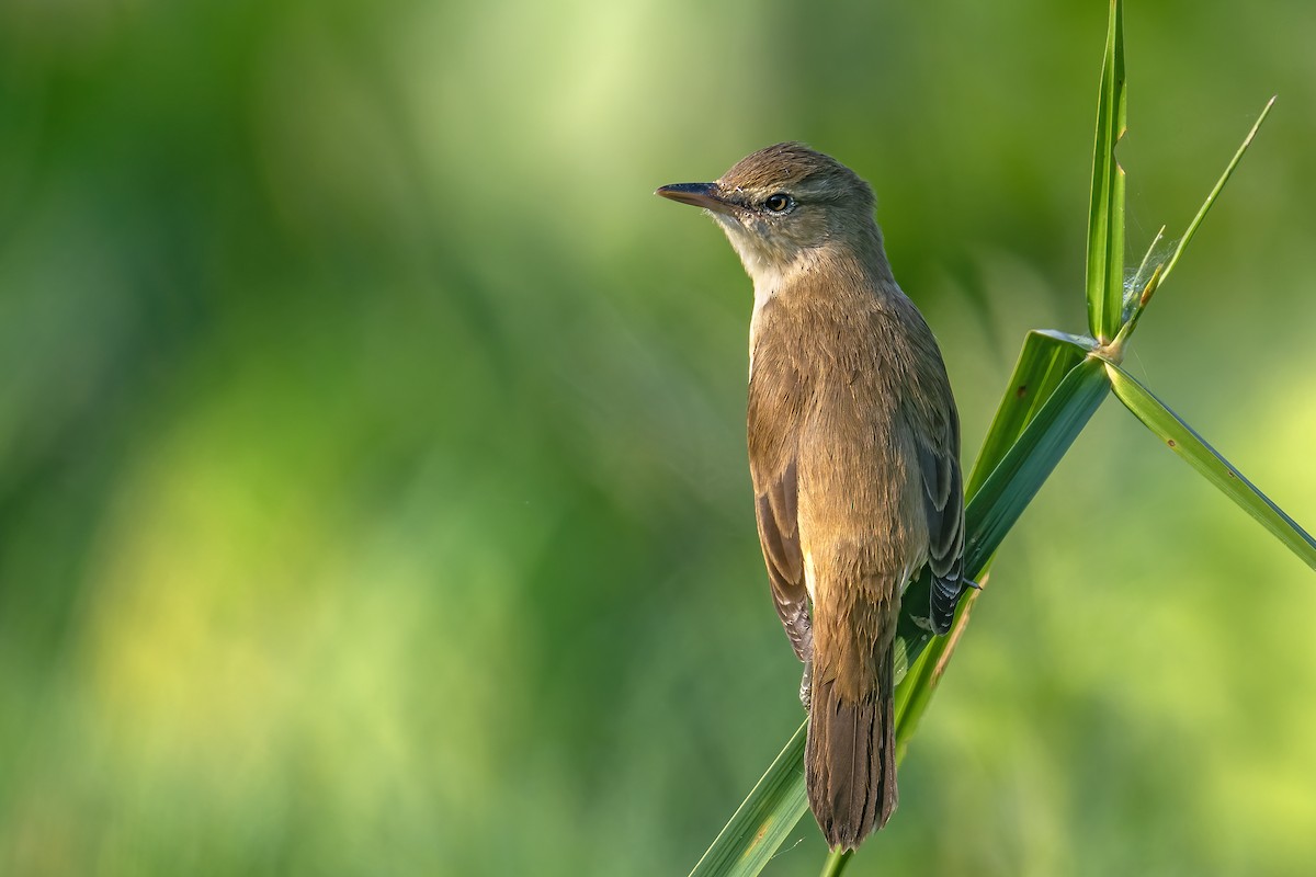 קנית אפריקנית - ML646241541