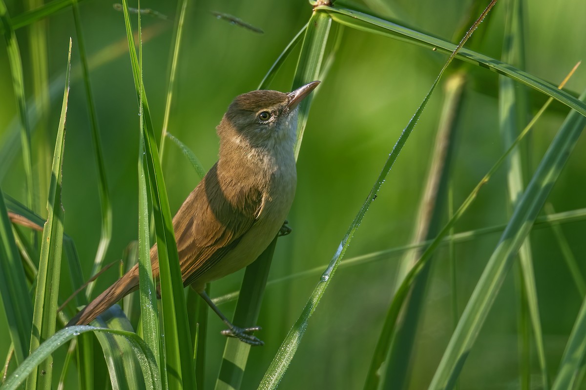 קנית אפריקנית - ML646241542