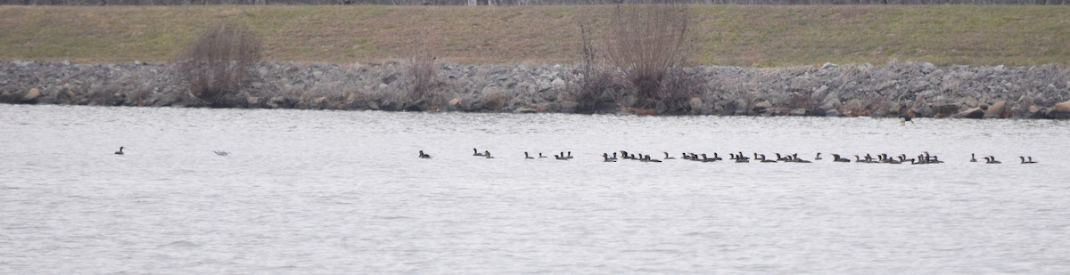 Cormoran à aigrettes - ML646241543