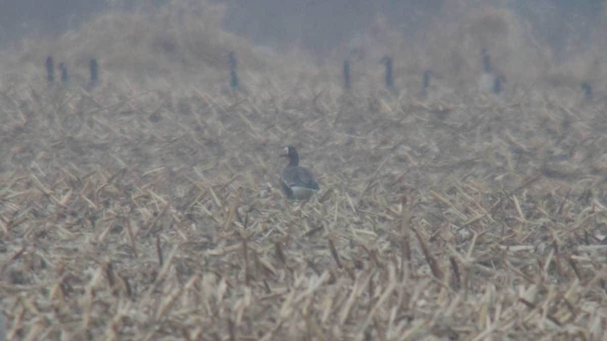 Манхин галуу - ML646241549