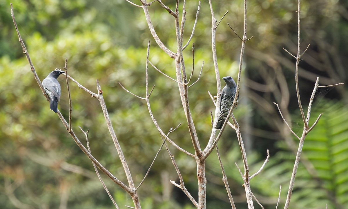 Visayan Cuckooshrike - ML646241565