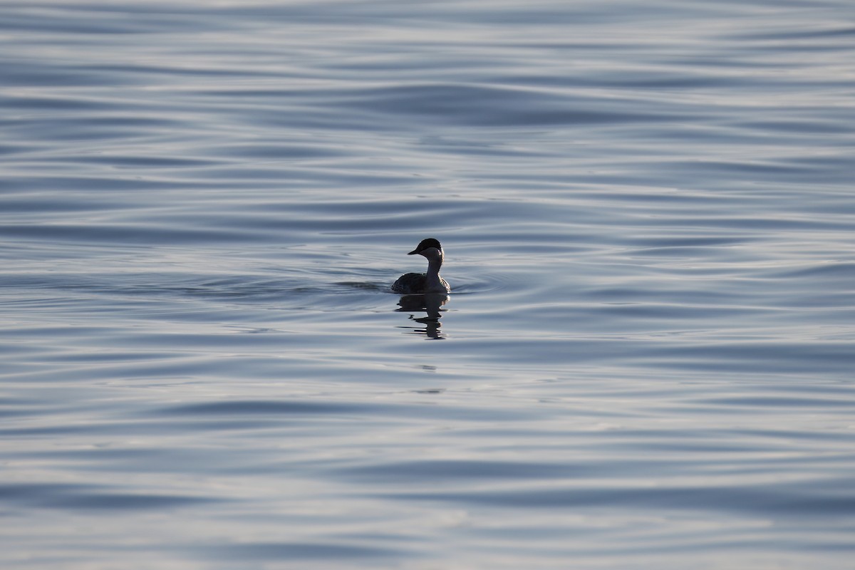 Eared Grebe - ML646241568