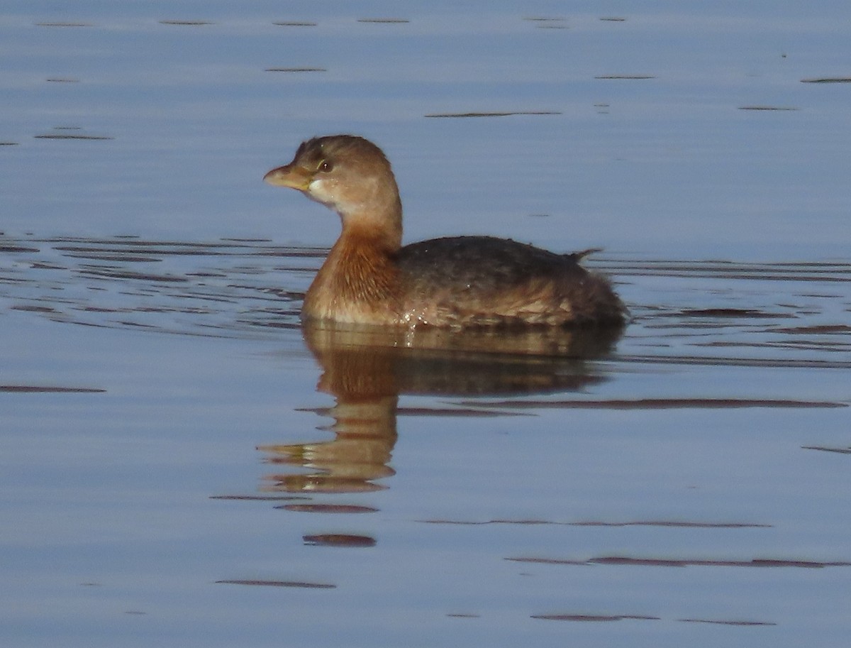 Pied-billed Grebe - ML646241592