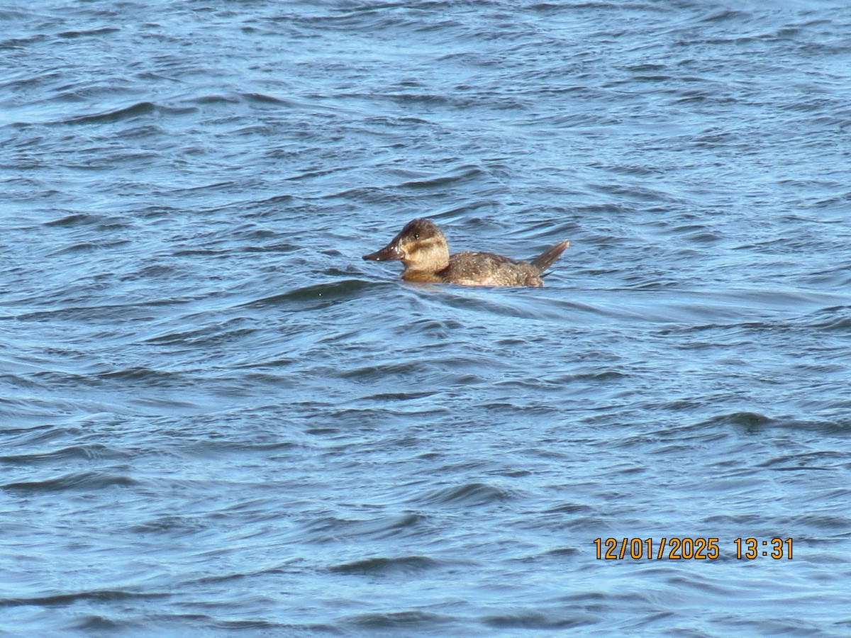 Amerika Dikkuyruğu - ML646241593