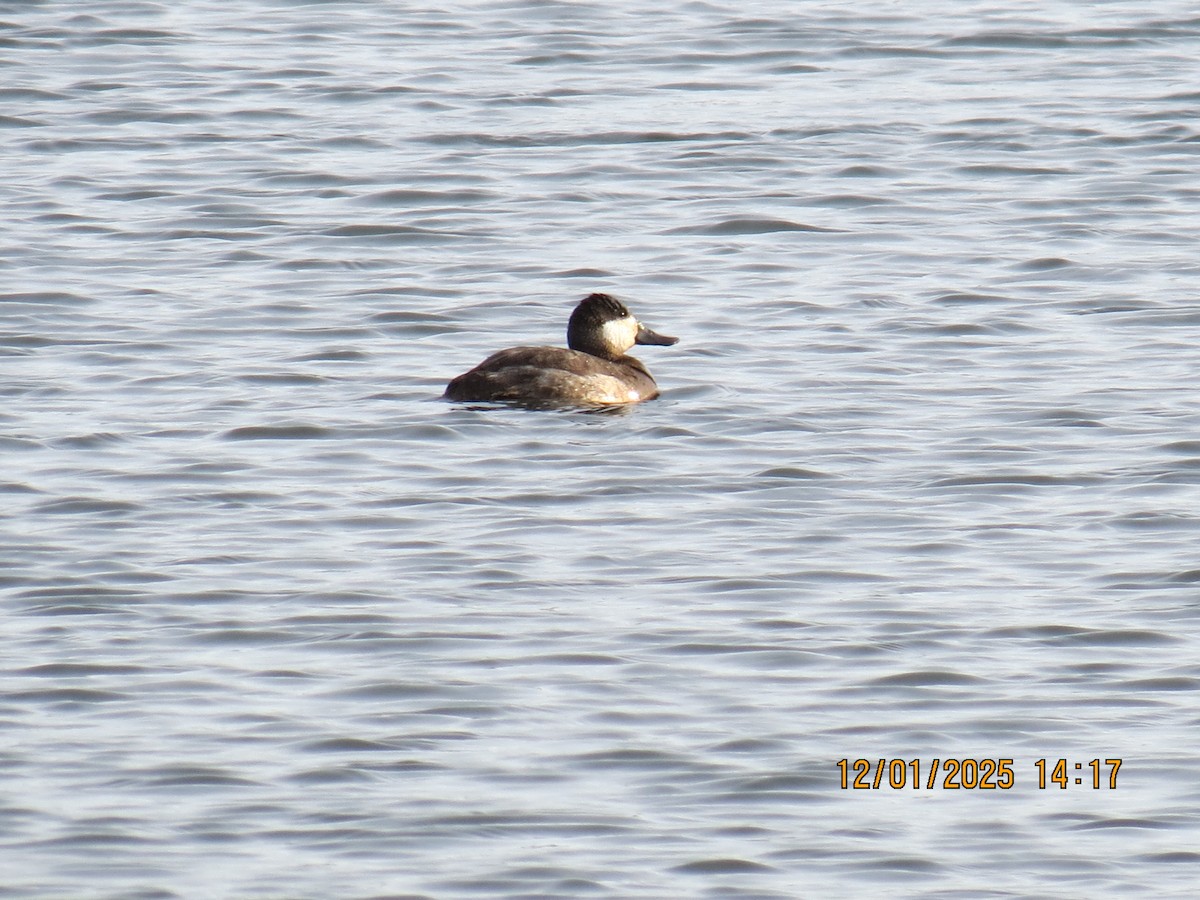 Amerika Dikkuyruğu - ML646241594