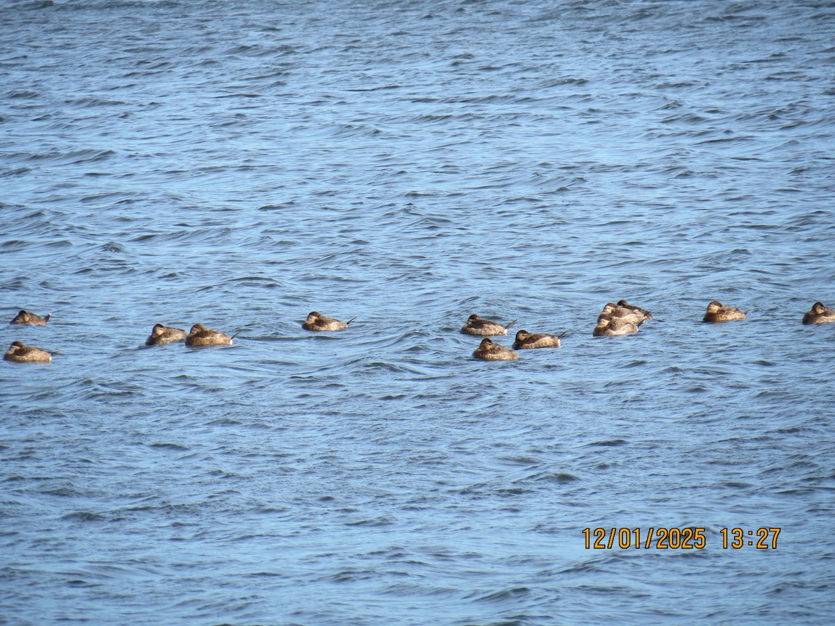 Amerika Dikkuyruğu - ML646241595