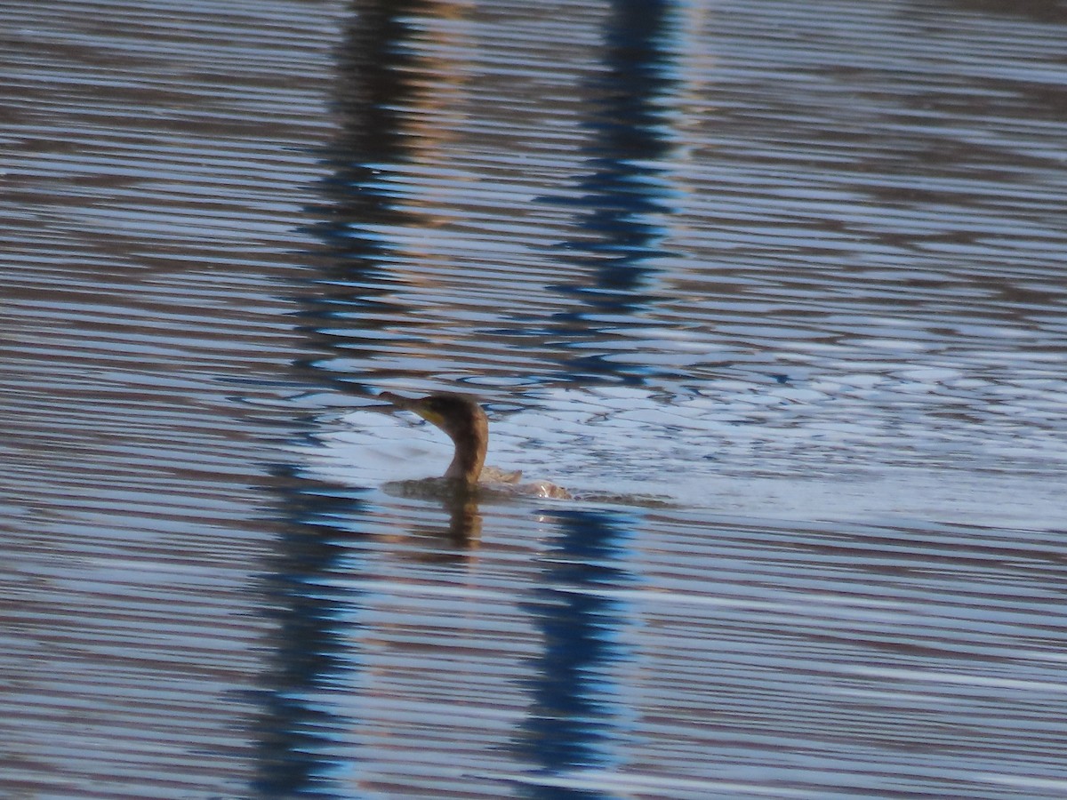Cormoran à aigrettes - ML646241603