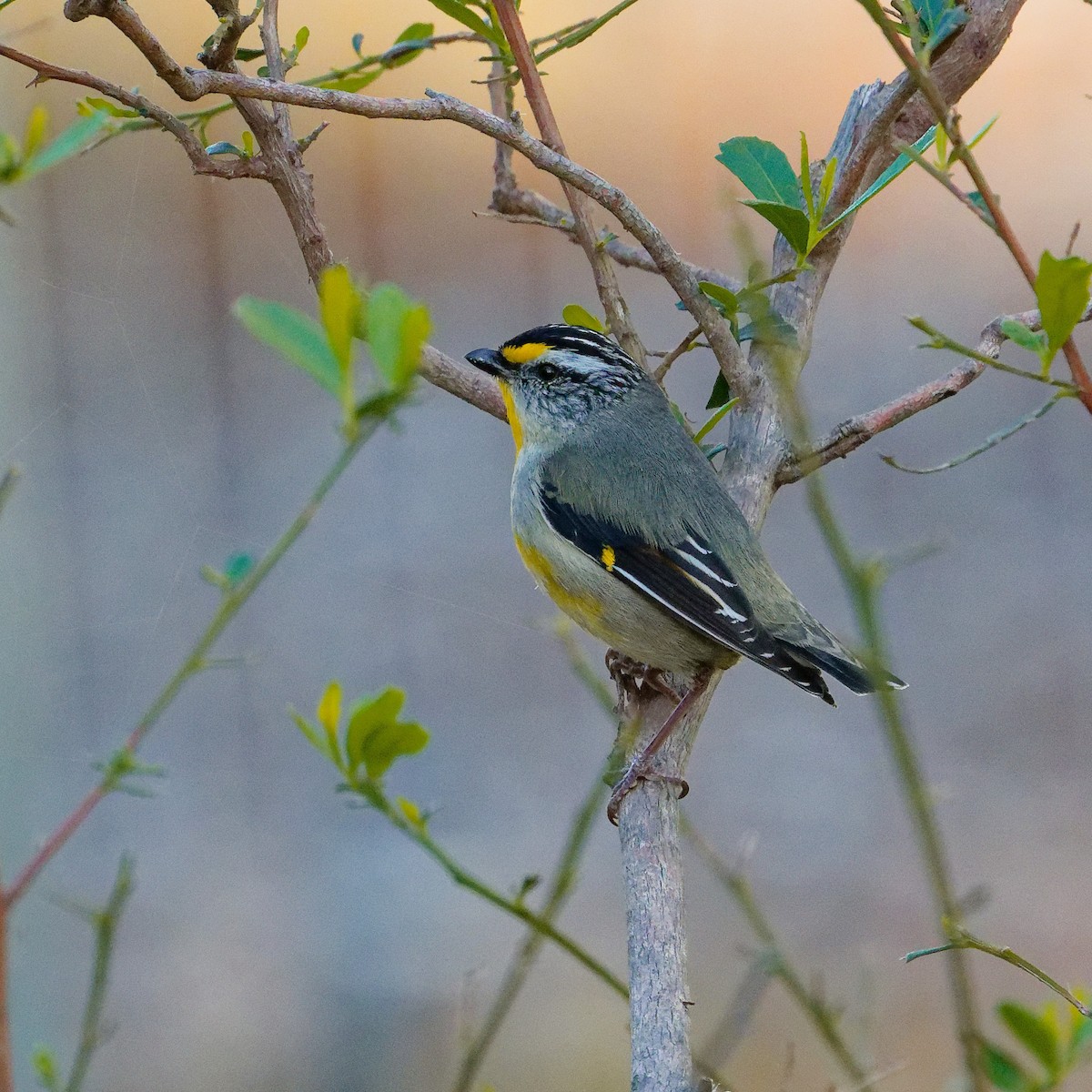 Striated Pardalote (Yellow-tipped) - ML646241607