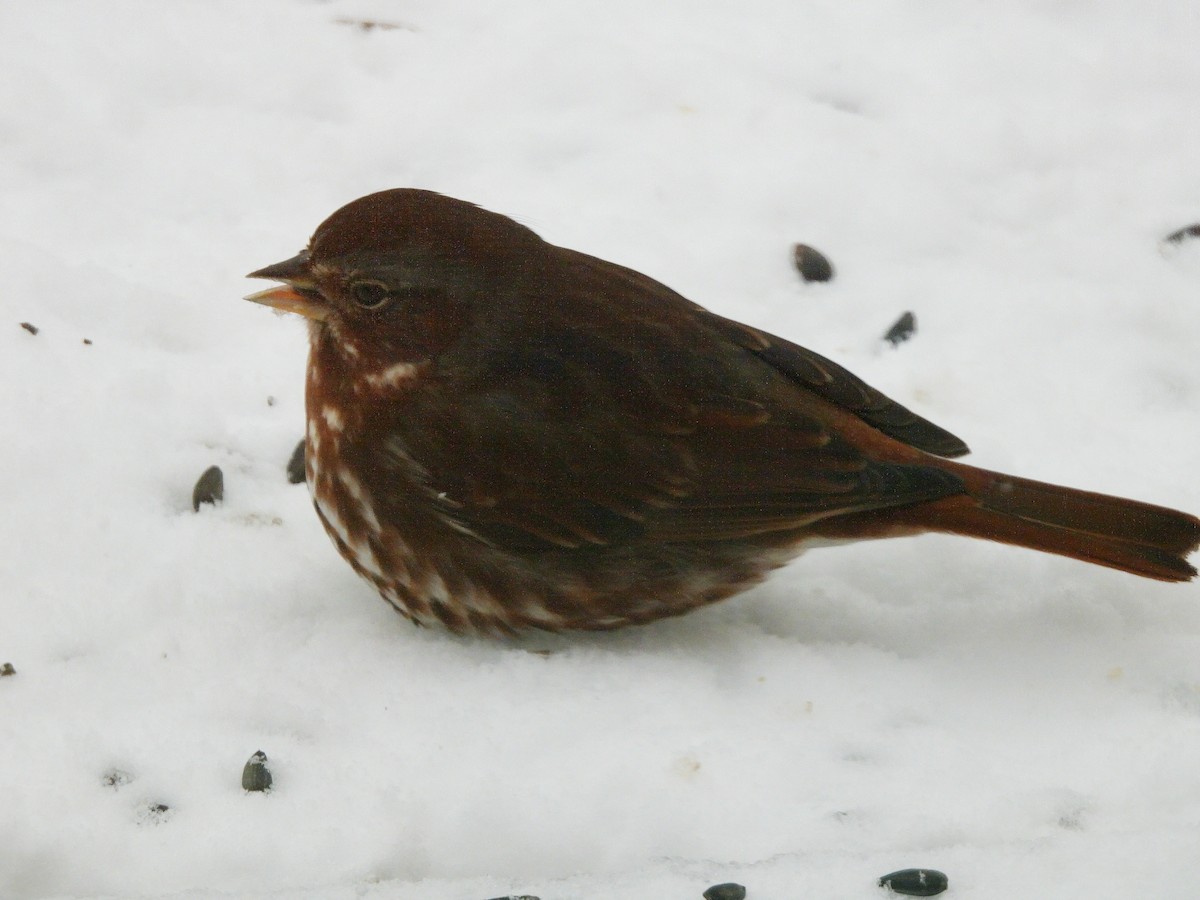 Fox Sparrow - ML646241609
